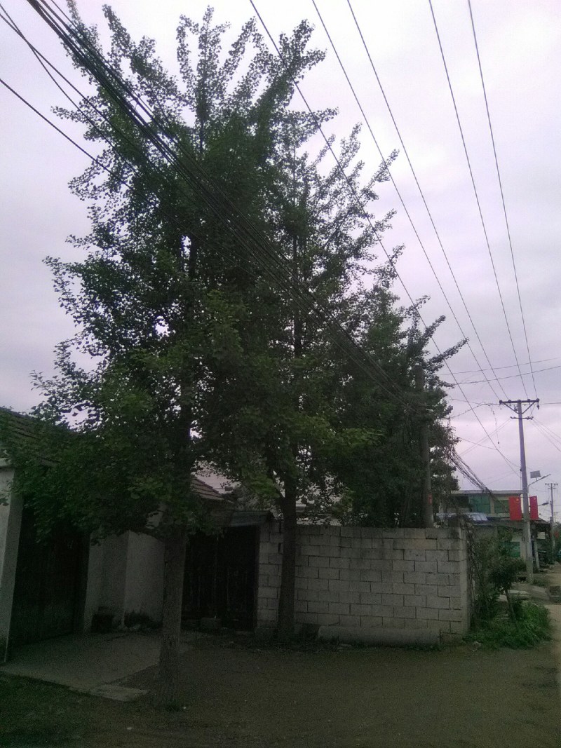 公银杏树