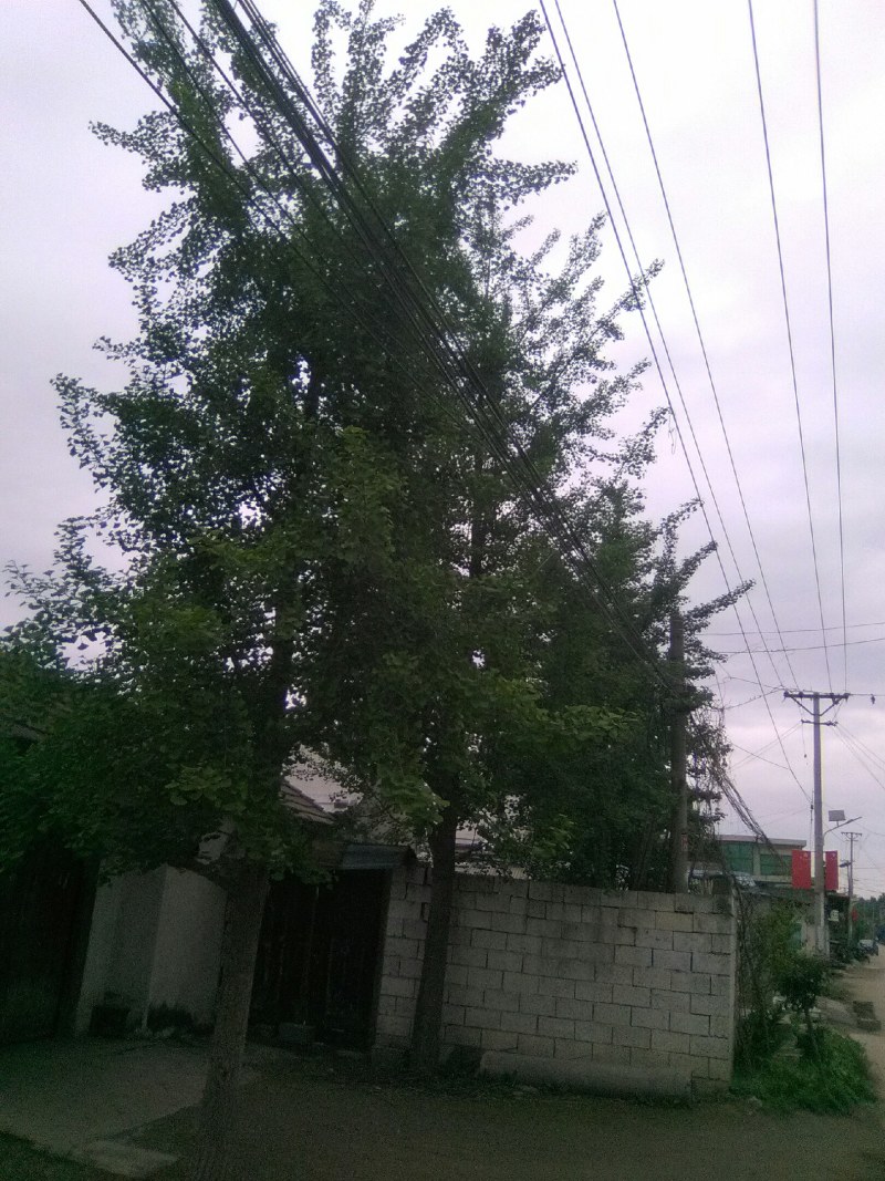 公银杏树