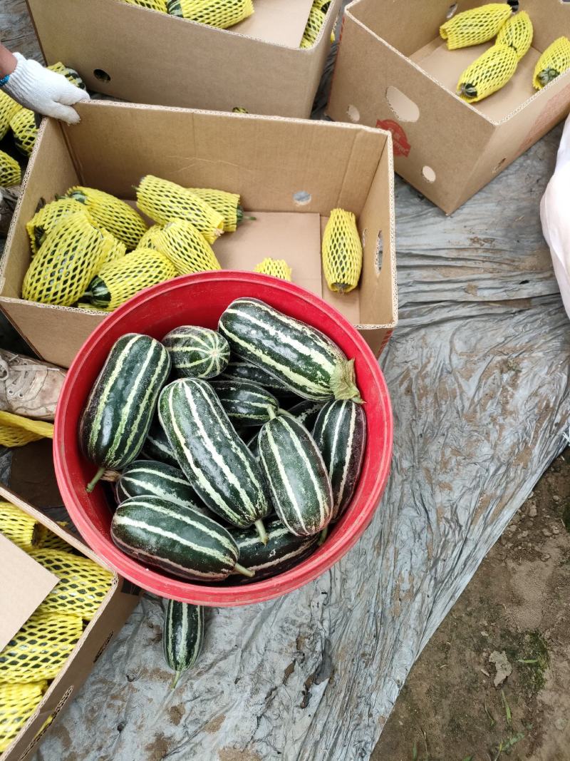 甜瓜博洋9，口感甜，颜色亮，熟度高，质量好，品种多随便挑