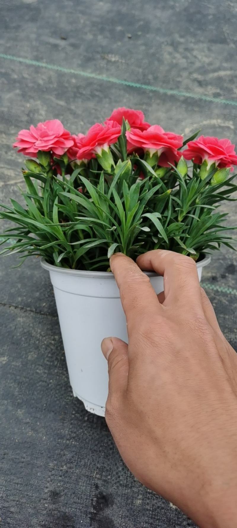 康乃馨/多年生植物/带花发货/基地直销/价格优惠/