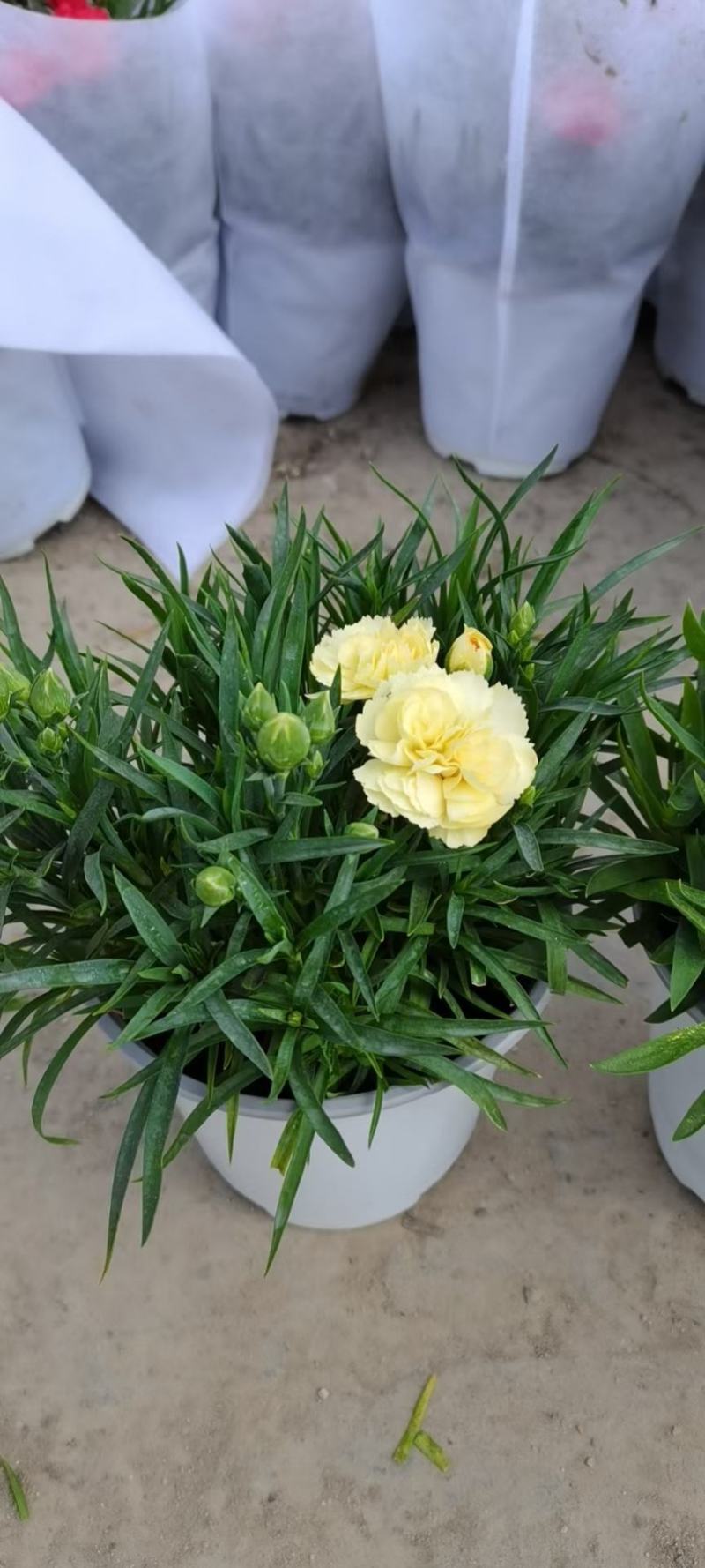 康乃馨/多年生植物/带花发货/基地直销/价格优惠/