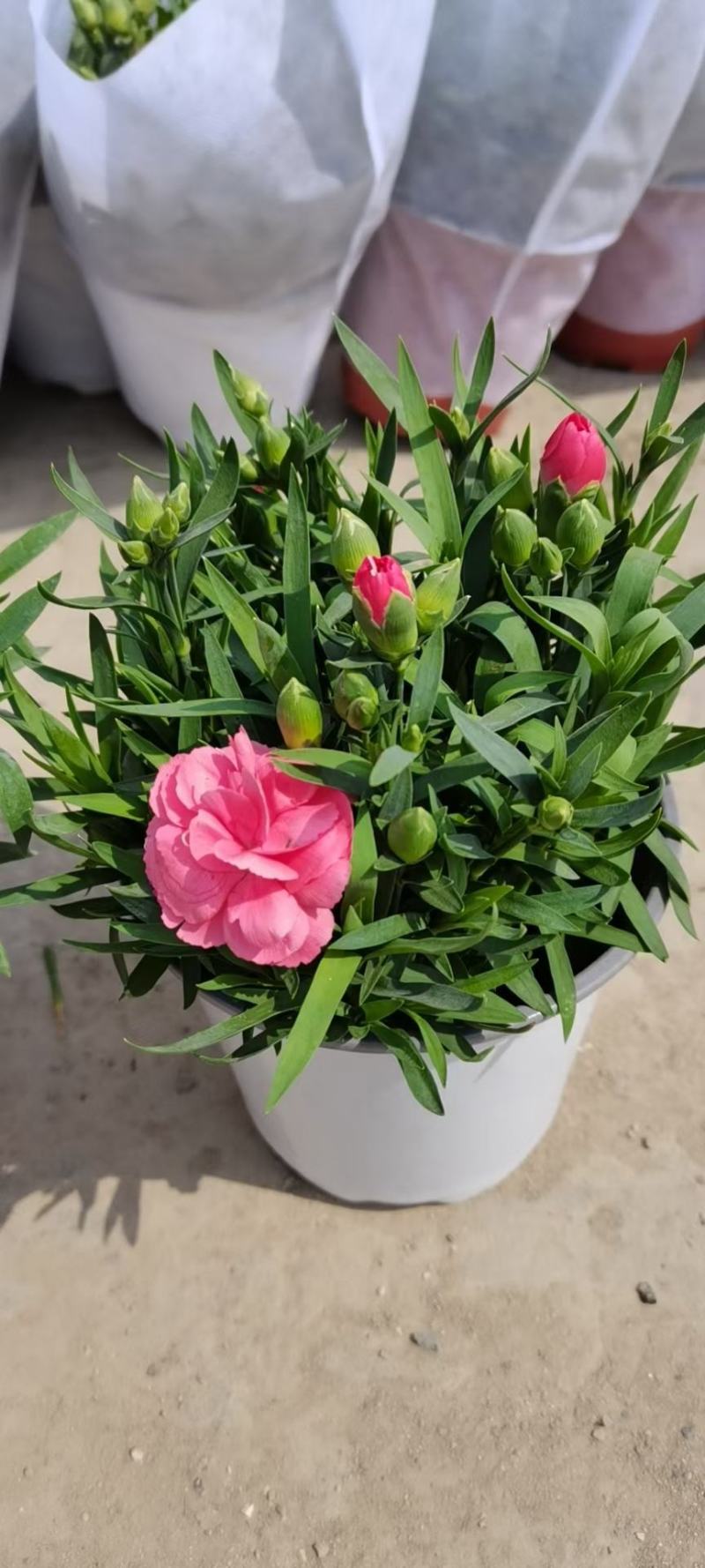 康乃馨/多年生植物/带花发货/基地直销/价格优惠/