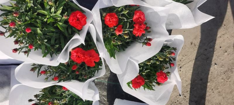 康乃馨/多年生植物/带花发货/基地直销/价格优惠/