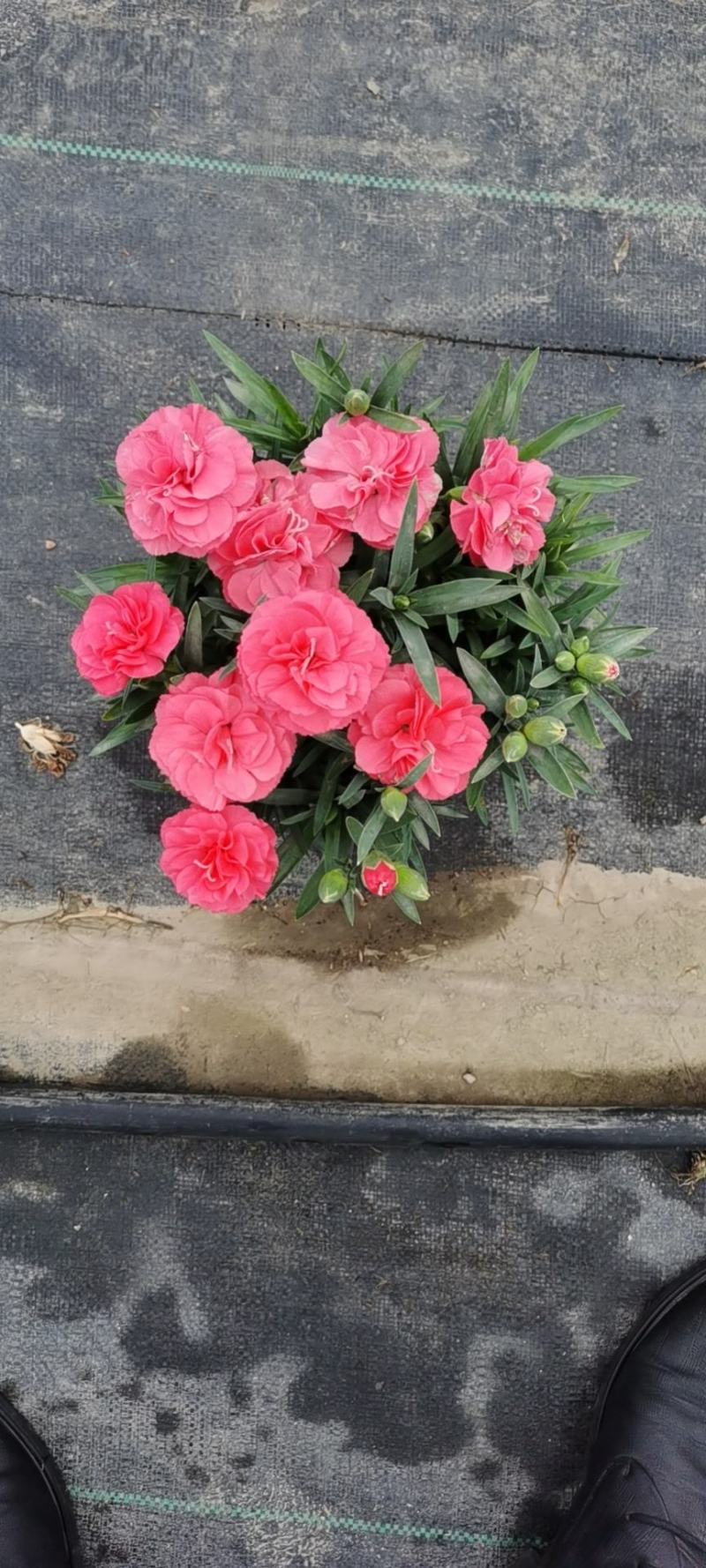 康乃馨/多年生植物/带花发货/基地直销/价格优惠/