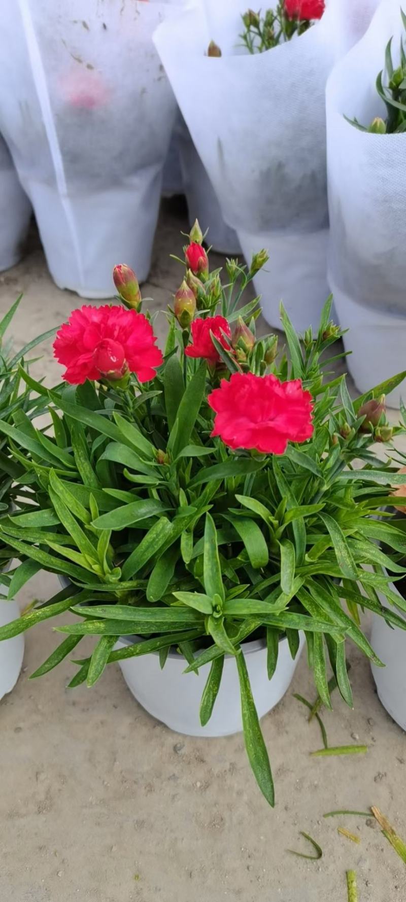 康乃馨/多年生植物/带花发货/基地直销/价格优惠/