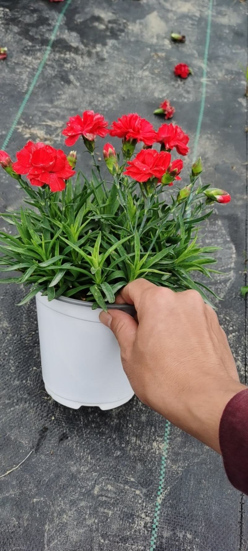 康乃馨/多年生植物/带花发货/基地直销/价格优惠/