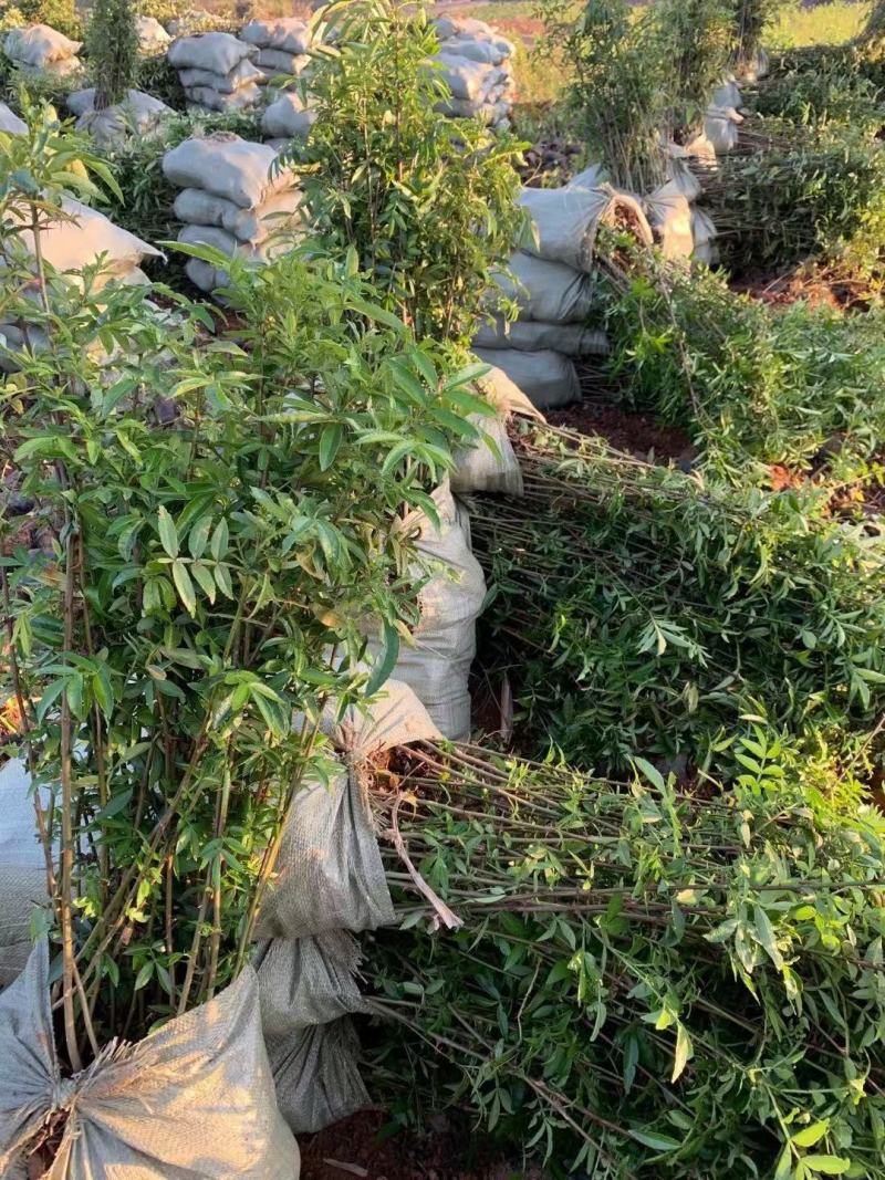 九叶青花椒杯苗