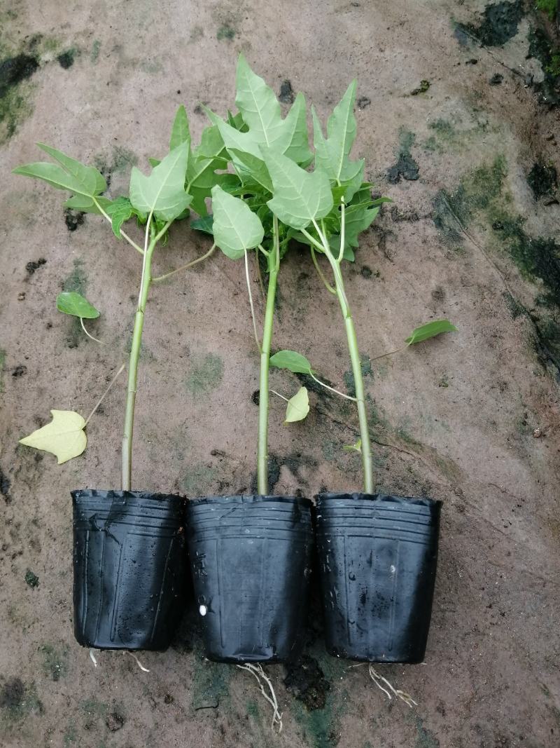 大青红肉水果木瓜树苗，营养土杯的，当年种植当年结果，