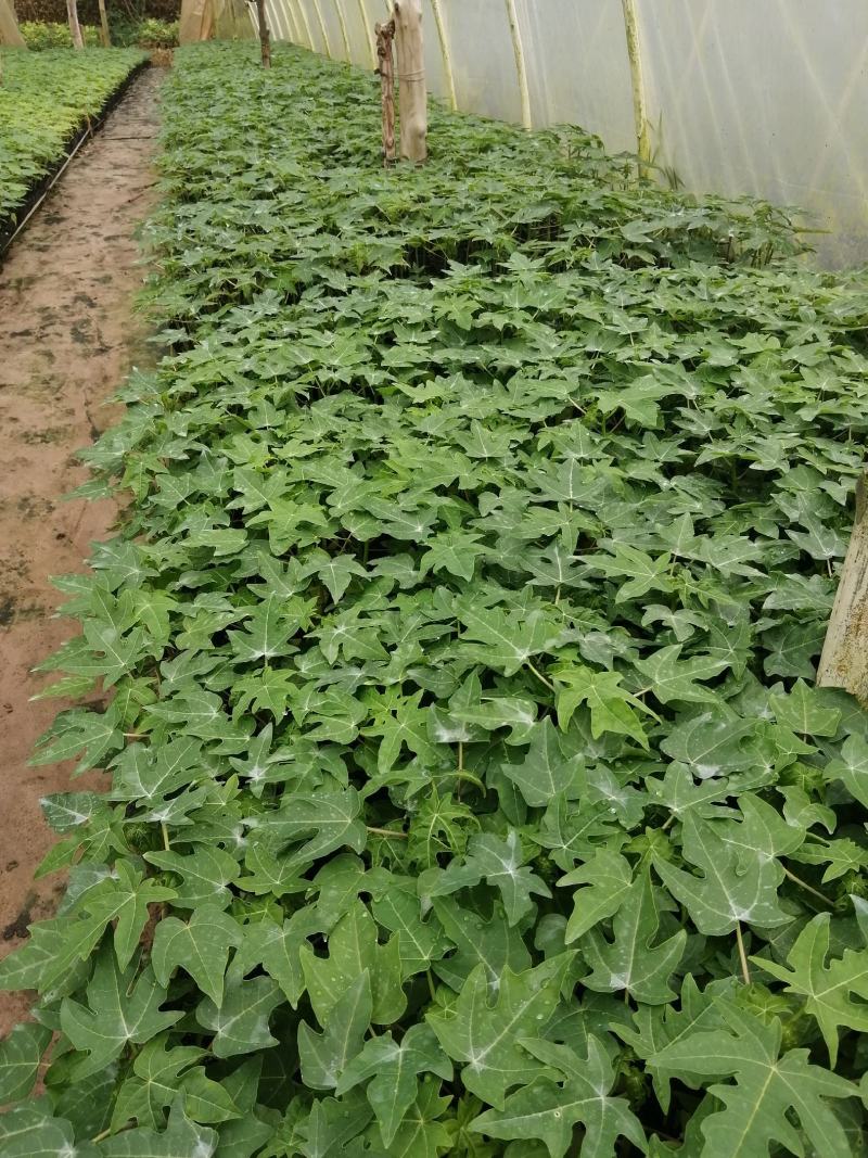 大青红肉水果木瓜树苗，营养土杯的，当年种植当年结果，