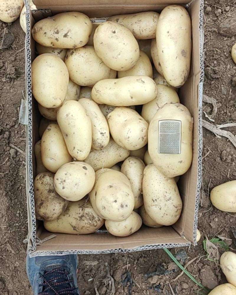 土豆沃土，806.大棚万亩土豆大量上市，三两起步。