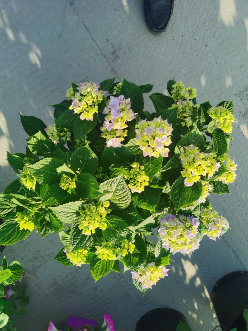 绣球花/多品种/长年基地直销/保质保量/