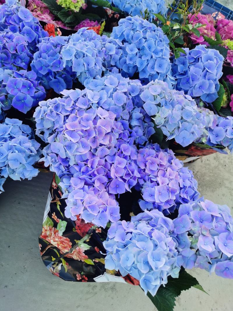 绣球花/多品种/长年基地直销/保质保量/