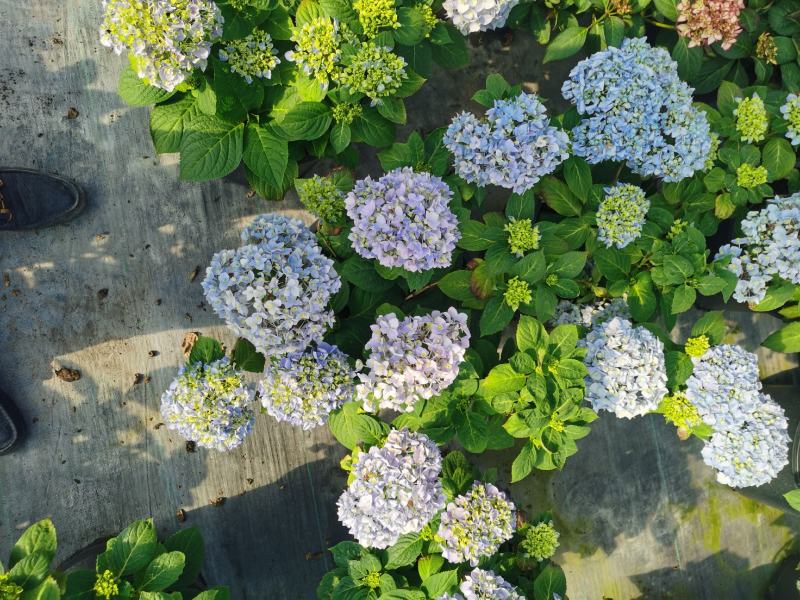 绣球花/多品种/长年基地直销/保质保量/
