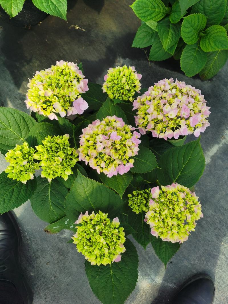绣球花/多品种/长年基地直销/保质保量/