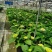 绣球花/多品种/长年基地直销/保质保量/