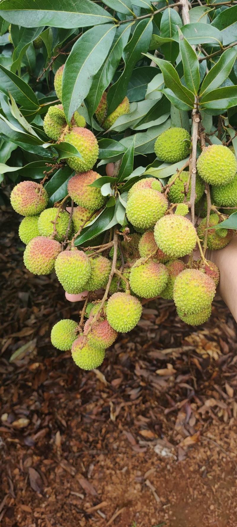 荔枝妃子笑荔枝黑叶荔枝精品广西灵山荔枝超甜品种