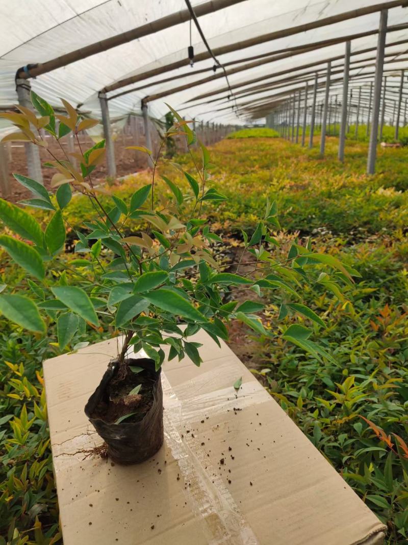 精品南天竹大量上市，基地直发直销，欢迎选购