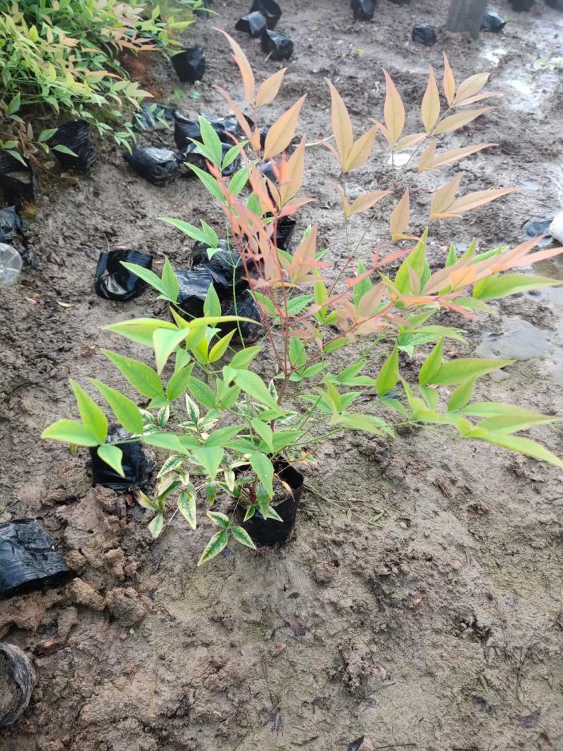 精品南天竹大量上市，基地直发直销，欢迎选购