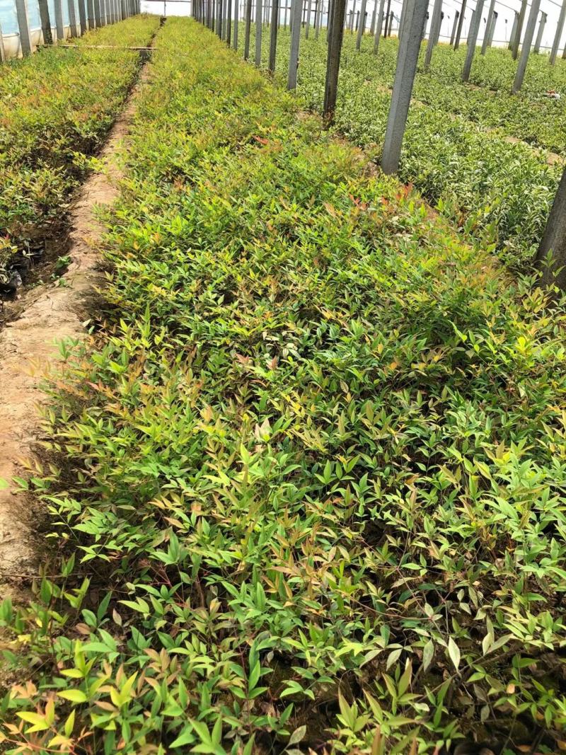 精品南天竹大量上市，基地直发直销，欢迎选购
