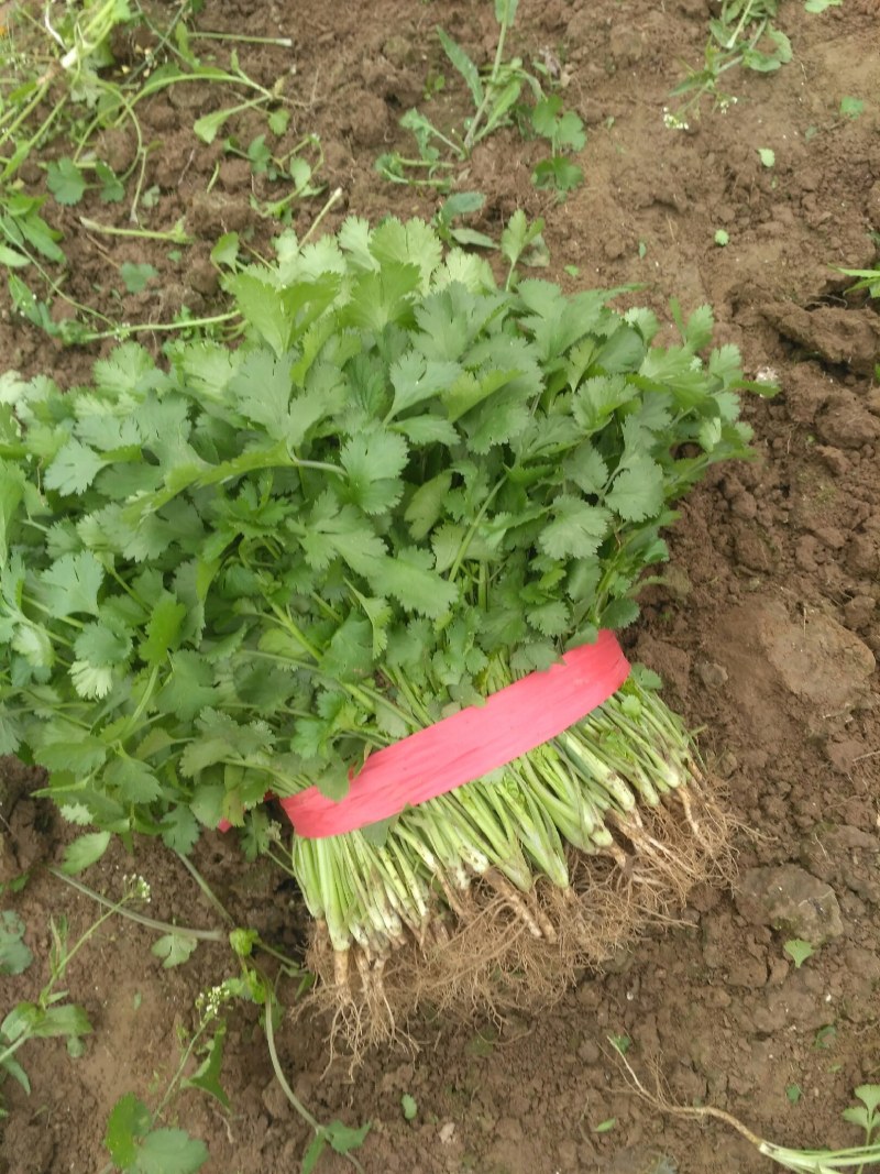 大叶香菜