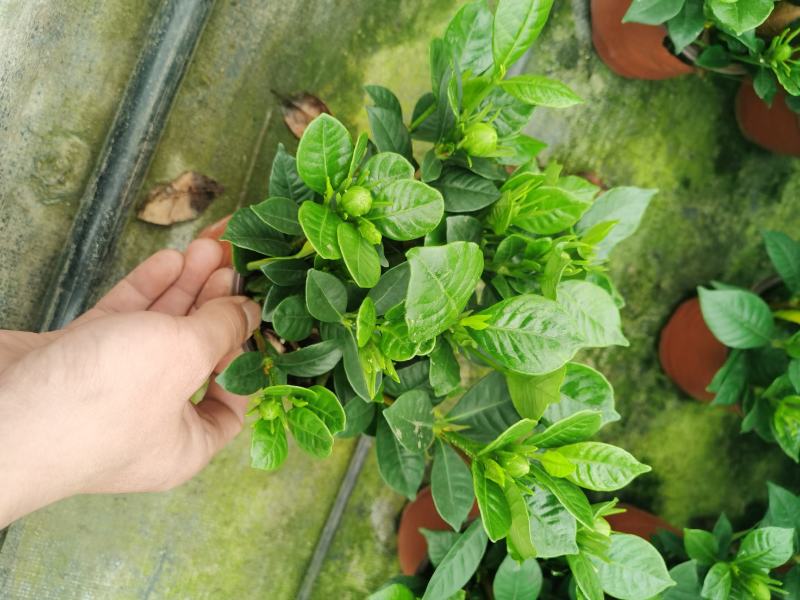栀子花/花苞多/带盆发货/四季长绿.春季**、基地直销