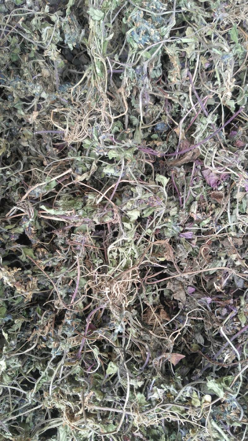 野生白毛夏枯草，又叫散血草，地产中药材，足干无霉无杂质