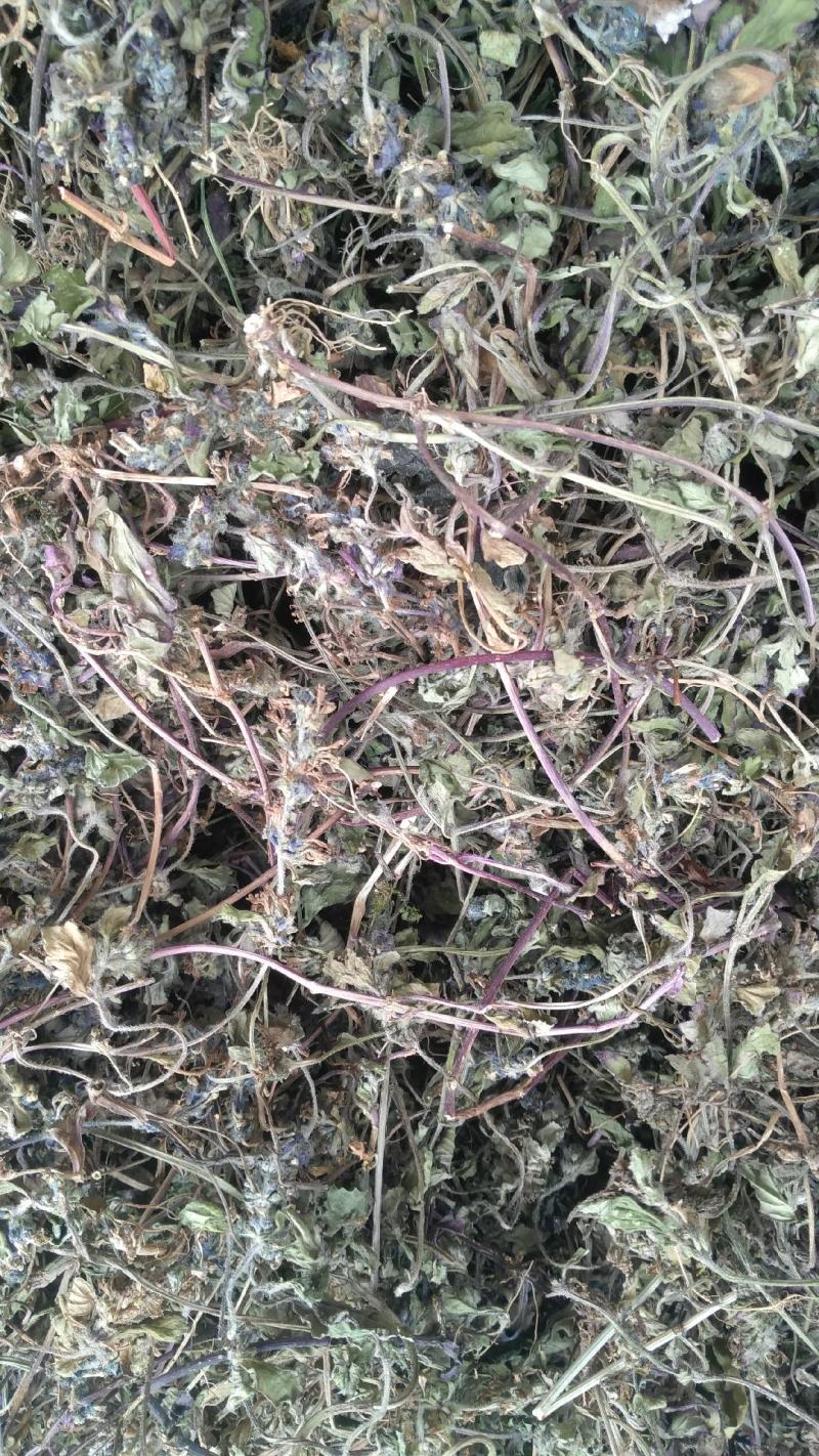 野生白毛夏枯草，又叫散血草，地产中药材，足干无霉无杂质