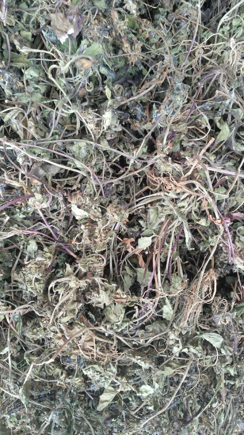野生白毛夏枯草，又叫散血草，地产中药材，足干无霉无杂质