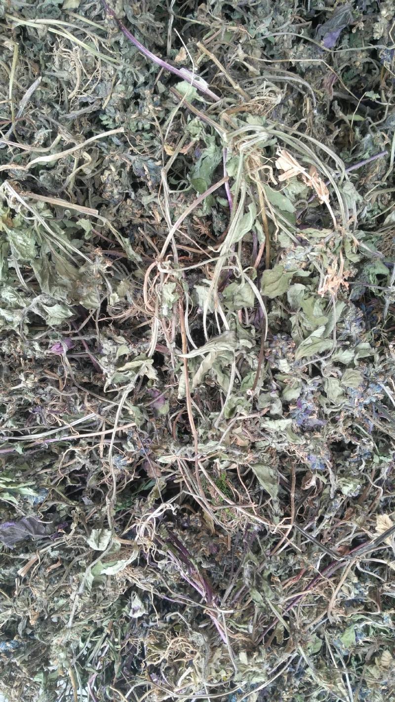 野生白毛夏枯草，又叫散血草，地产中药材，足干无霉无杂质