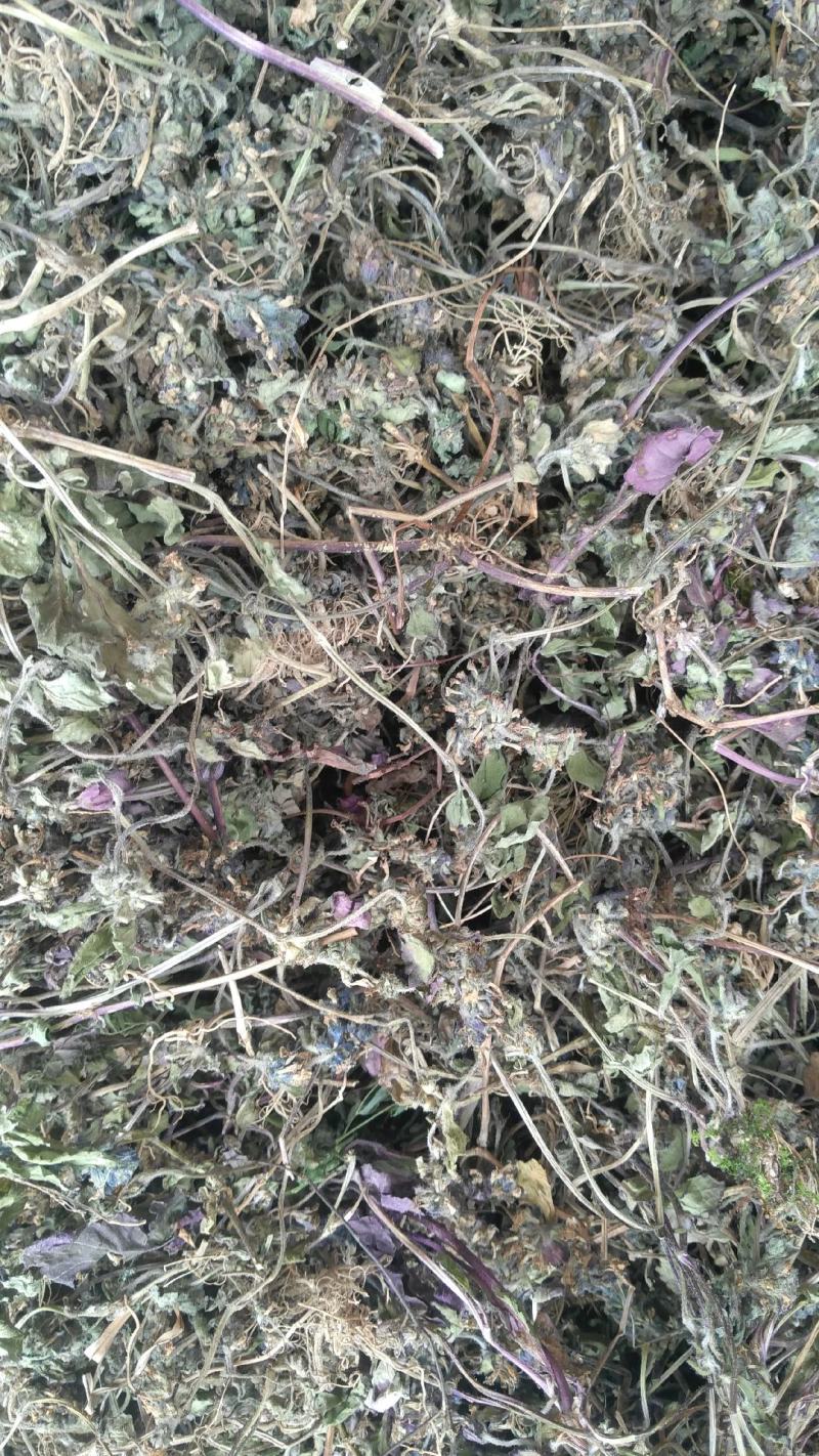 野生白毛夏枯草，又叫散血草，地产中药材，足干无霉无杂质