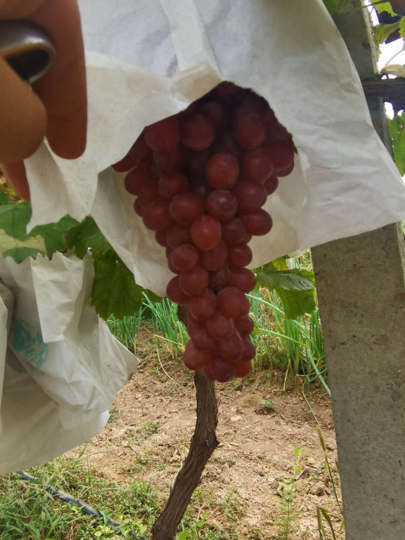 陕西克伦生葡萄红提无核大量供应，基地直供货源充足