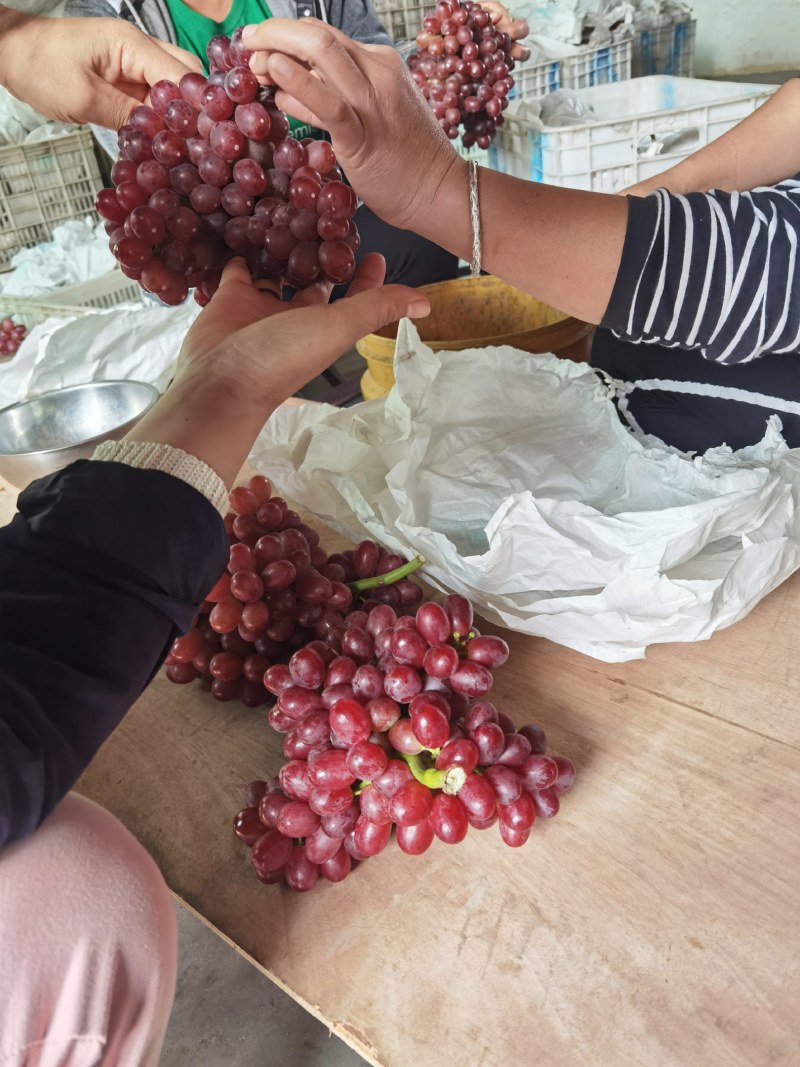 陕西克伦生葡萄红提无核大量供应，基地直供货源充足