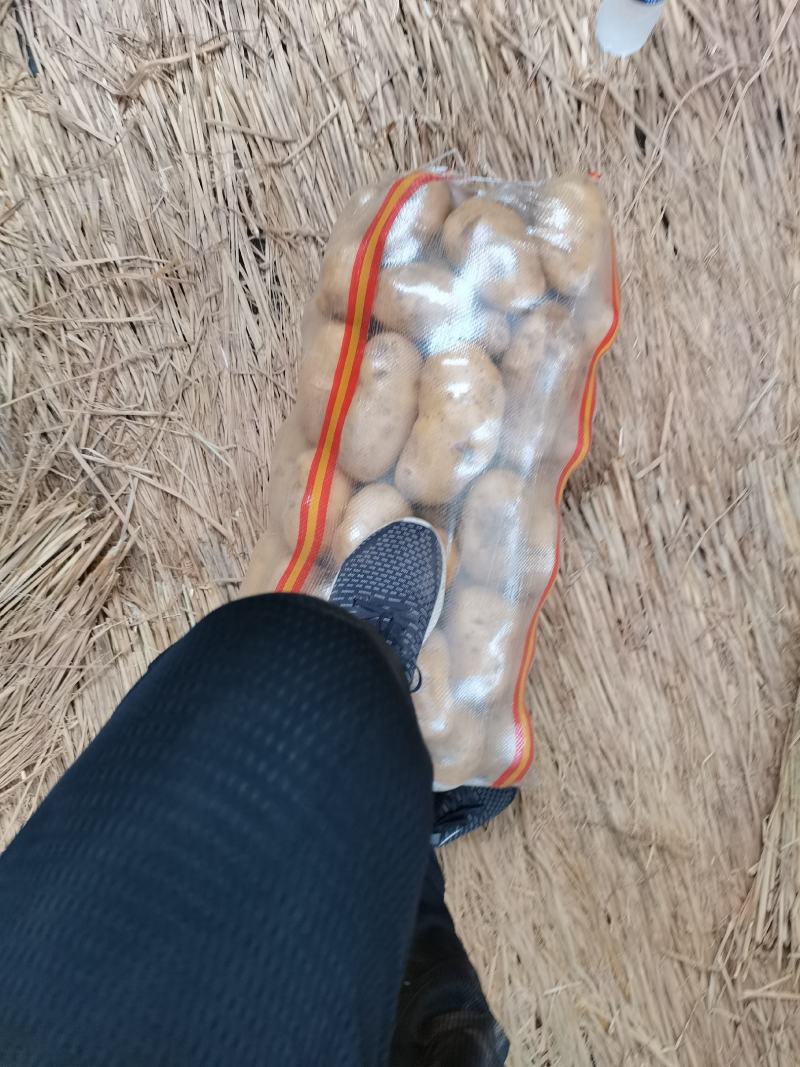 河北昌黎荷兰806六月二十号大量供应