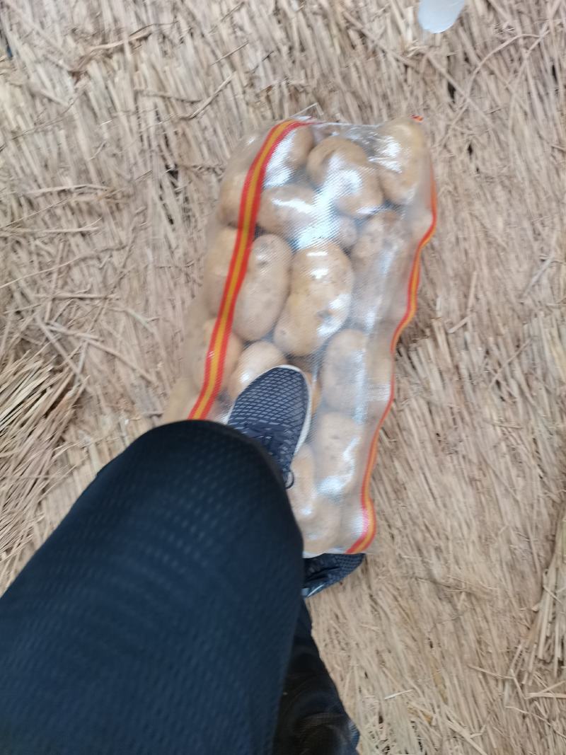 河北昌黎荷兰806六月十号大量上市可以联系了