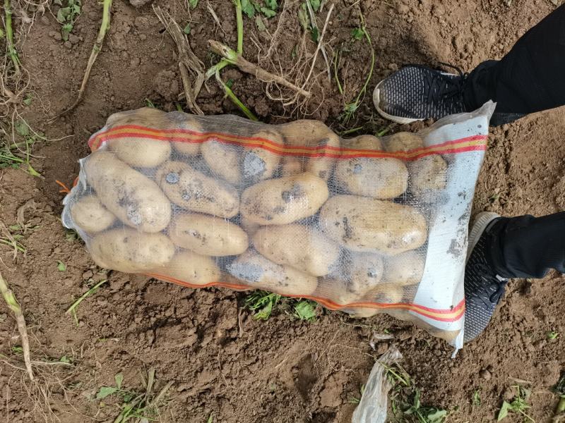 河北昌黎荷兰806六月十号大量上市可以联系了