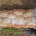 河北昌黎荷兰806六月十号大量上市可以联系了