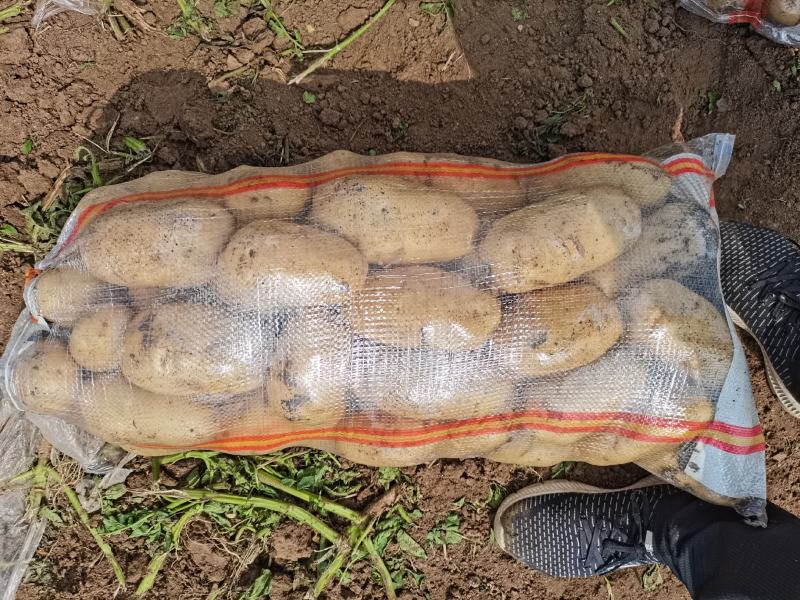 河北昌黎荷兰806六月十号大量上市可以联系了