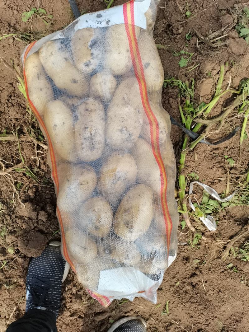 河北昌黎荷兰806六月十号大量上市可以联系了
