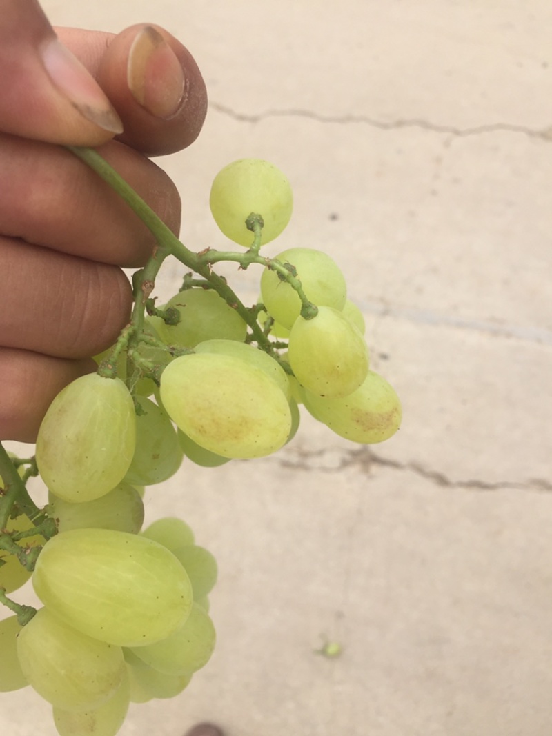 维多利亚葡萄已经成熟，老百姓急的哇哇哭，
