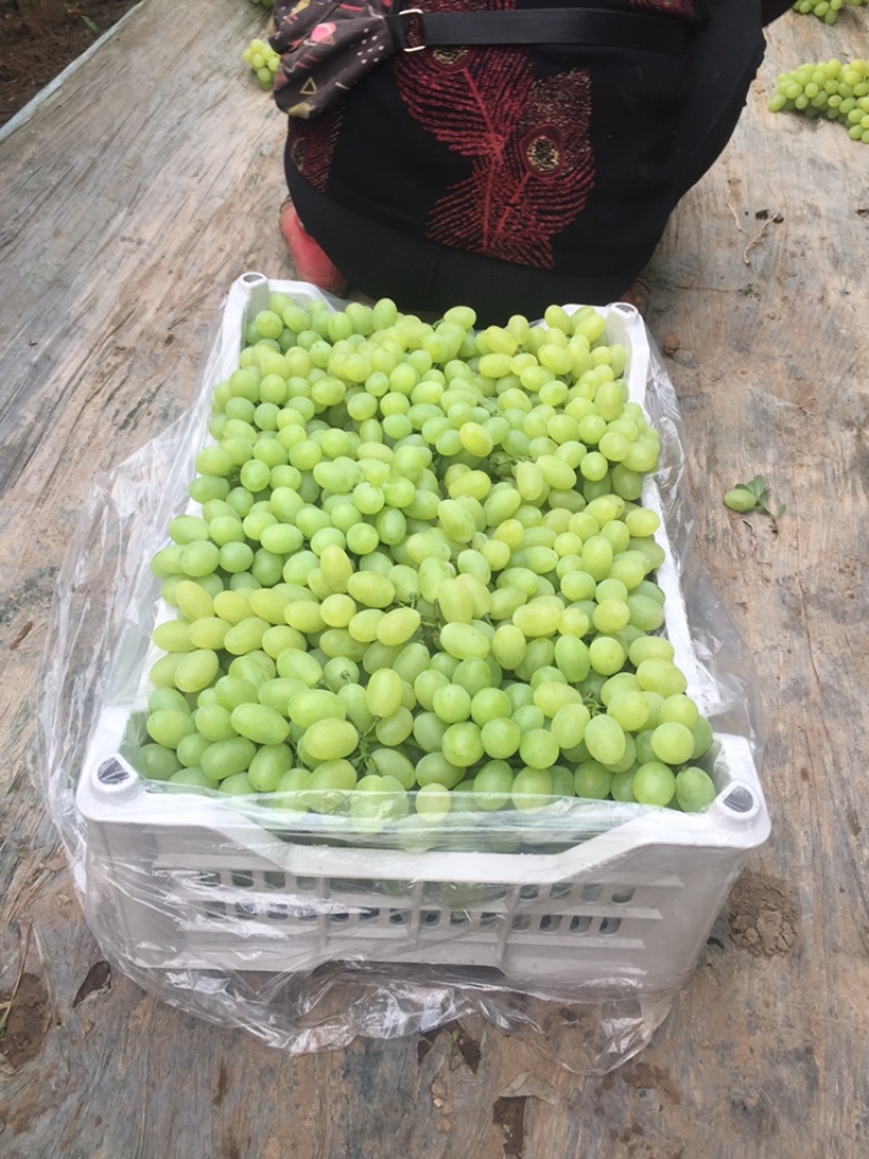 维多利亚葡萄已经成熟，老百姓急的哇哇哭，