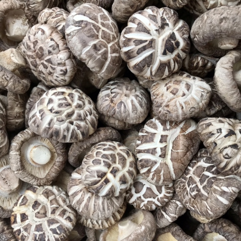 【好货】特级天白花菇干货冬菇肉厚剪脚种植产地批发常年供应