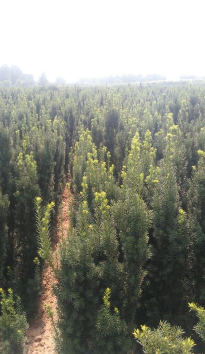 曼地亚红豆杉，规格齐全，80公分起，1米。1米5，2米