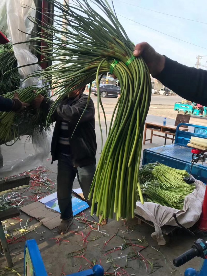 金乡红帽蒜薹大量上市，质量好的很！价格便宜