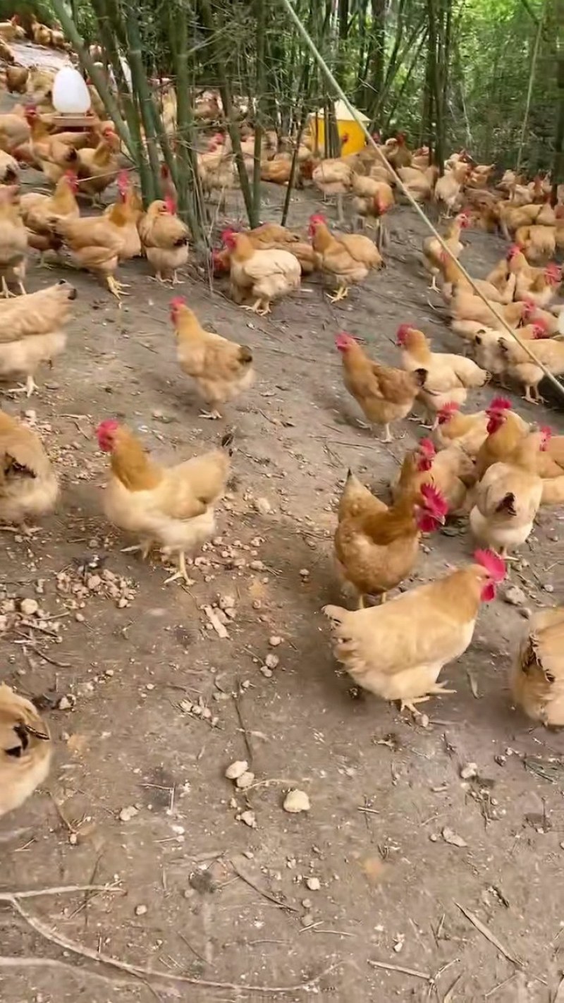 我是真的好想你