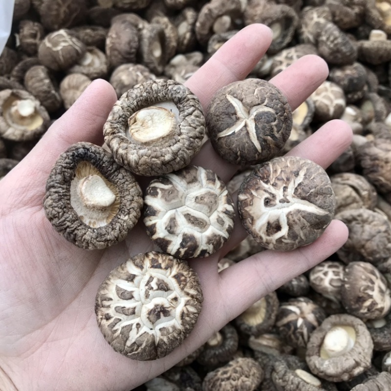 花菇干货新货上市肉厚冬菇短脚产地直营店批发一手货源有货