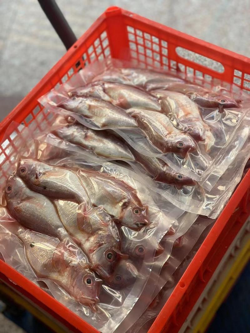 【一件代发】广东湛江新鲜红衫鱼，价便鱼香