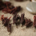 白兰花干花白玉兰黄角兰花干特色养生花茶特级食用