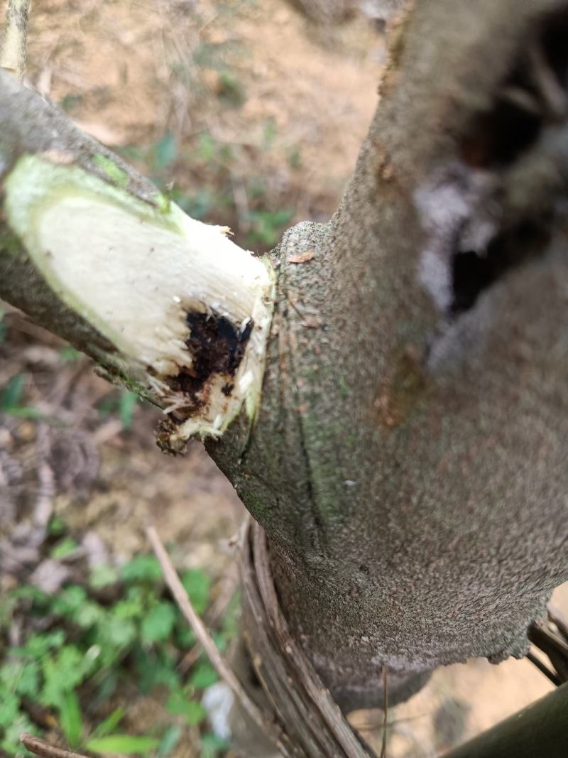 包邮价格苗场直供一代虎斑棋，油叶子，糖结，黑奇楠，流油王