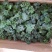 嫁接西瓜苗麒麟西瓜苗品种齐全大量供应产地直销