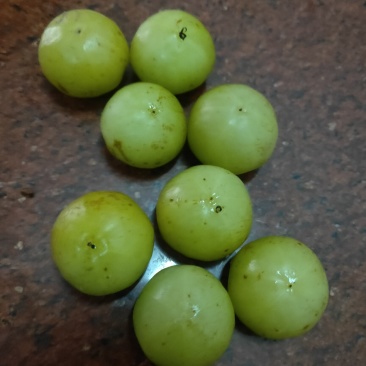 自家种的良种油甘